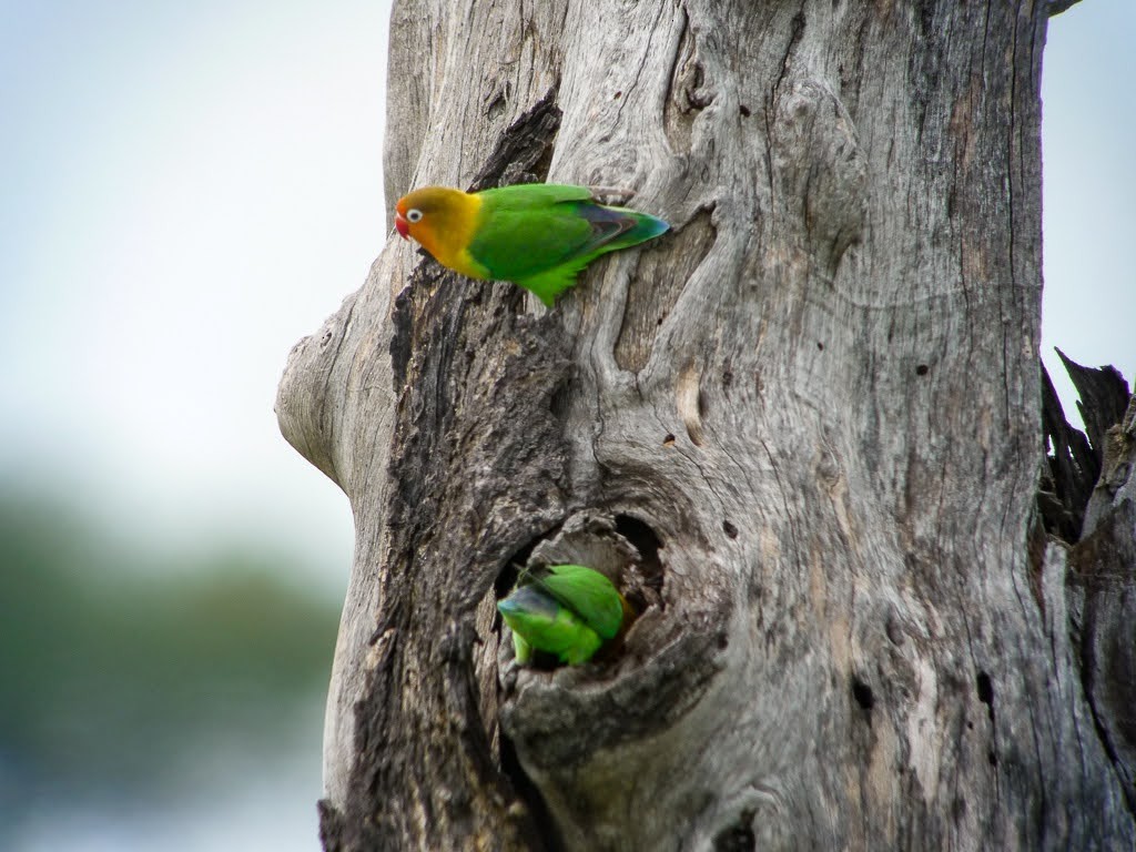 Fischer's Lovebird - ML457158891