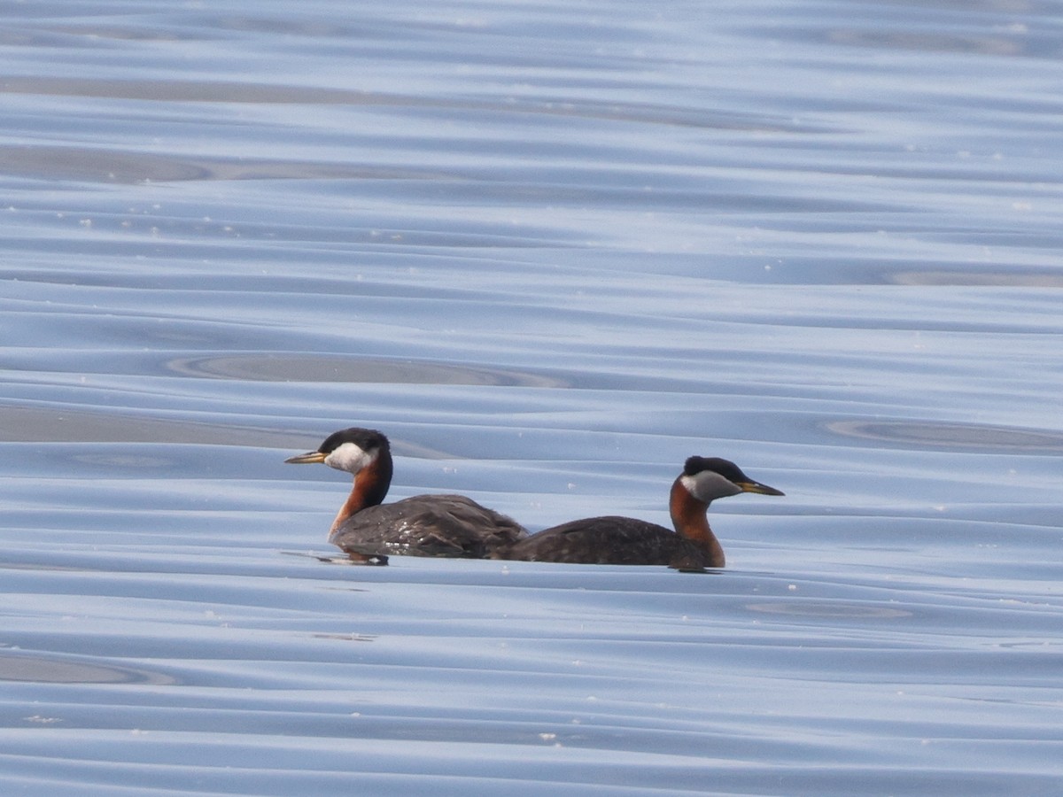 赤頸鸊鷉 - ML457159551