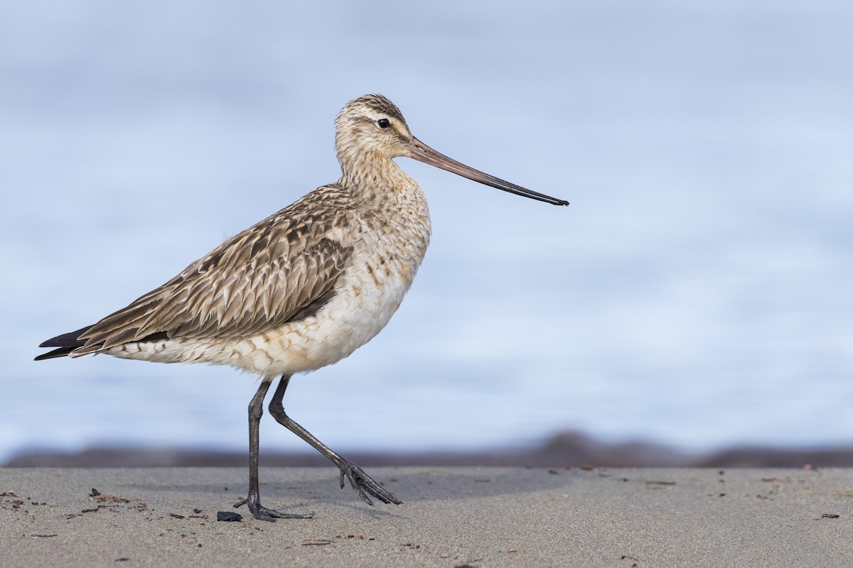 Bar-tailed Godwit - ML457160101