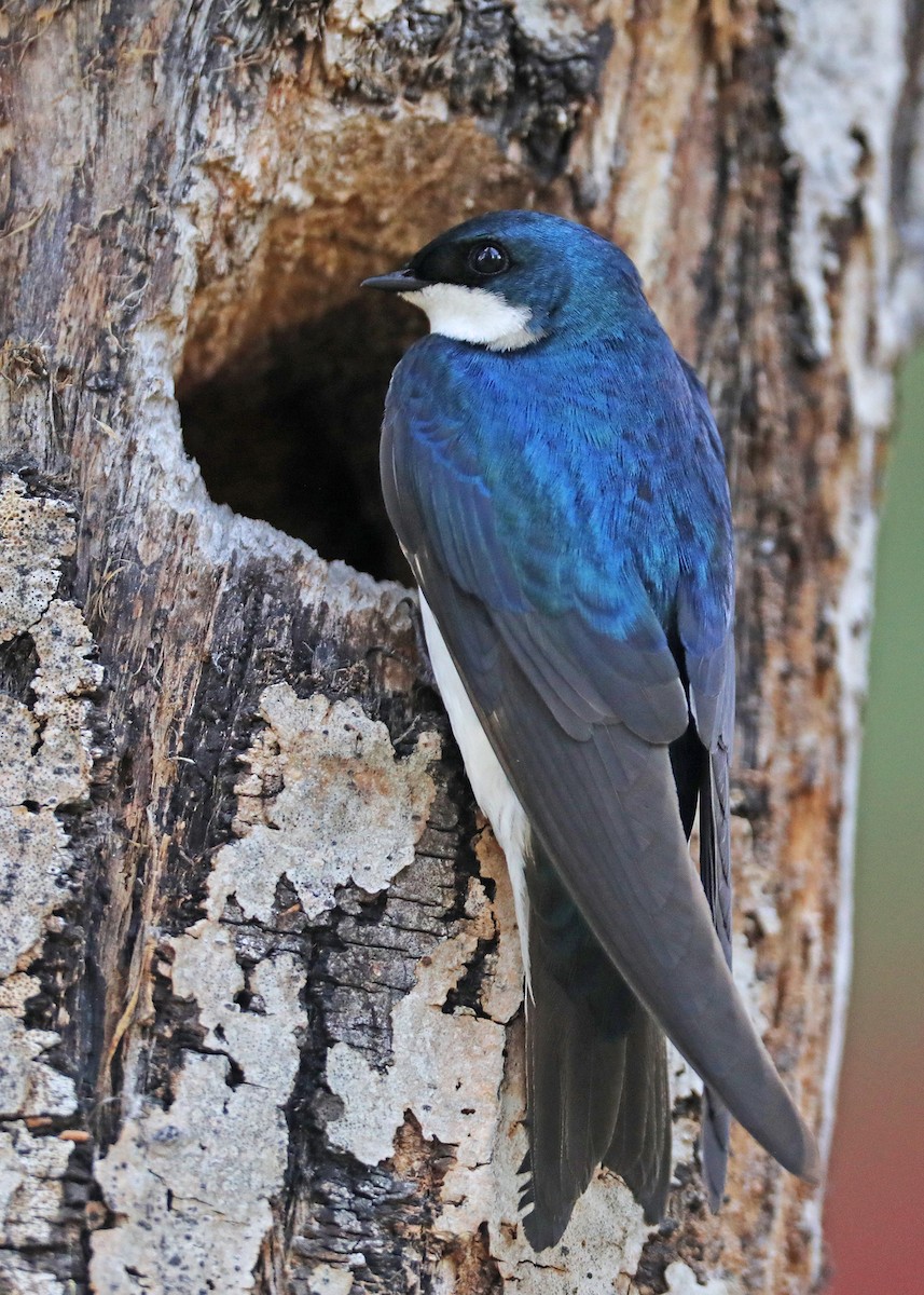 Tree Swallow - ML457161171