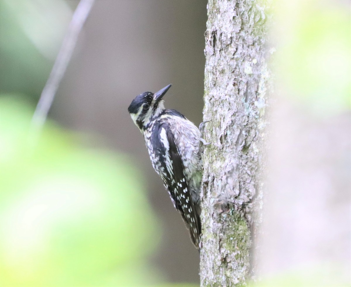 Yellow-bellied Sapsucker - ML457162671