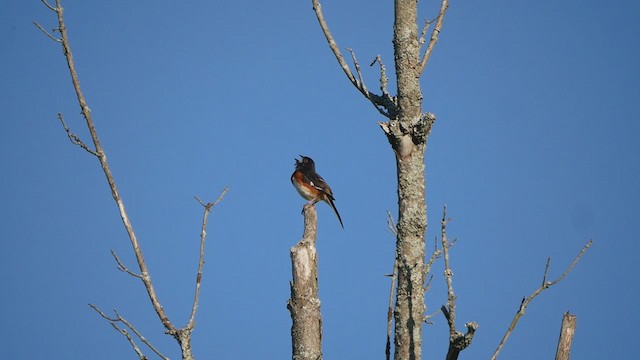 Eastern Towhee - ML457162791