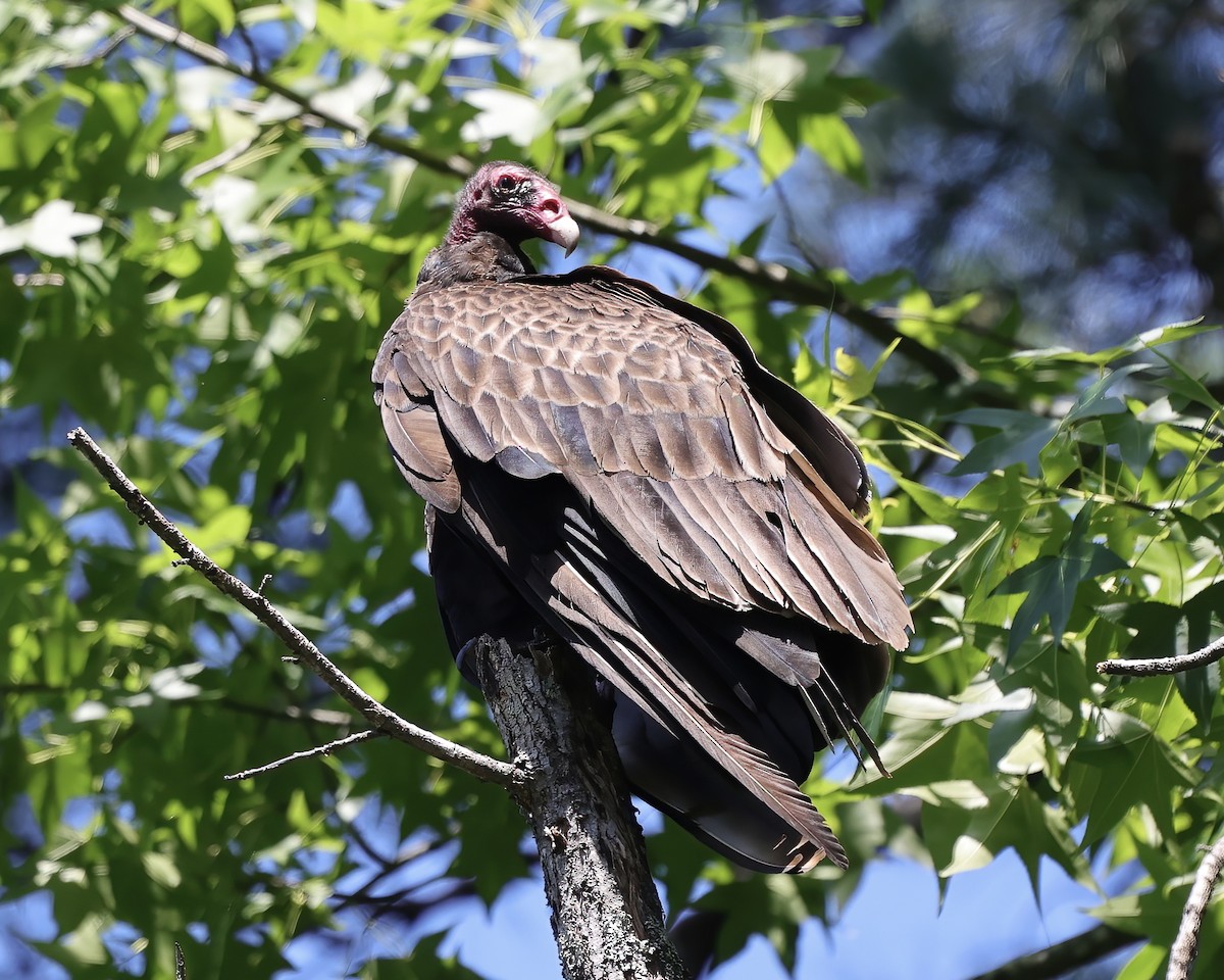 Turkey Vulture - ML457163081