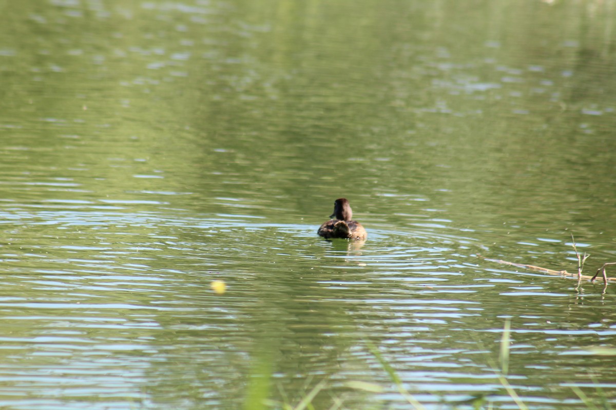 Ring-necked Duck - ML457163941