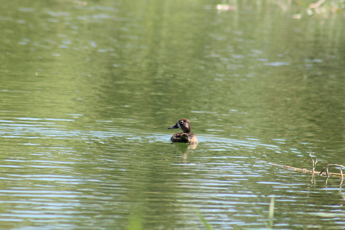 Ring-necked Duck - ML457165201