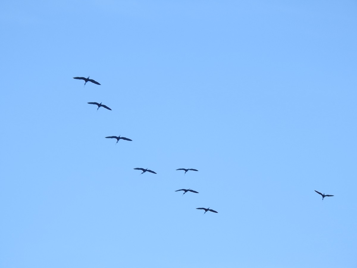 Glossy Ibis - ML457165731