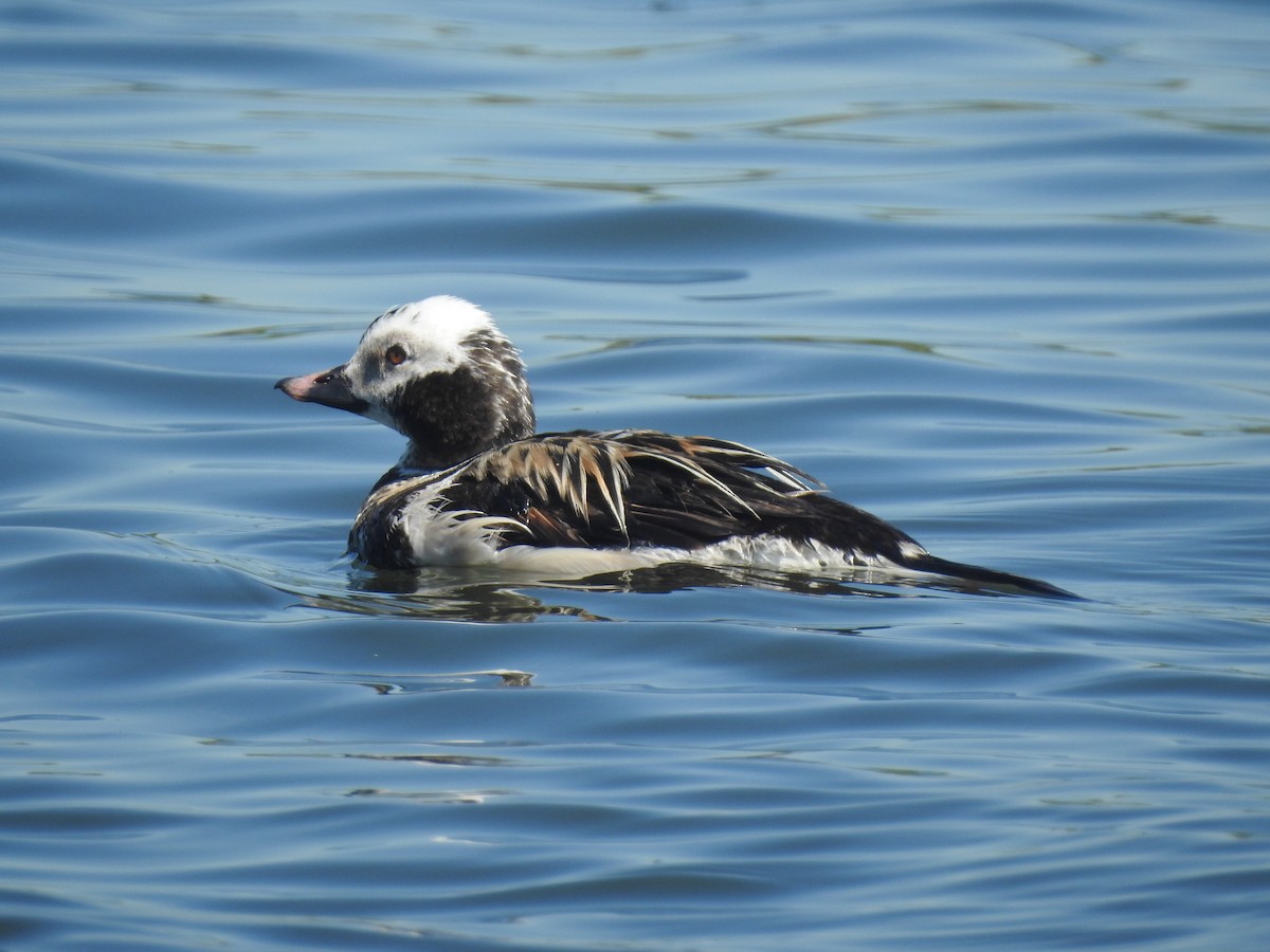 Long-tailed Duck - ML457166561