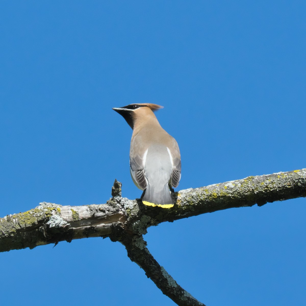 Cedar Waxwing - ML457166671