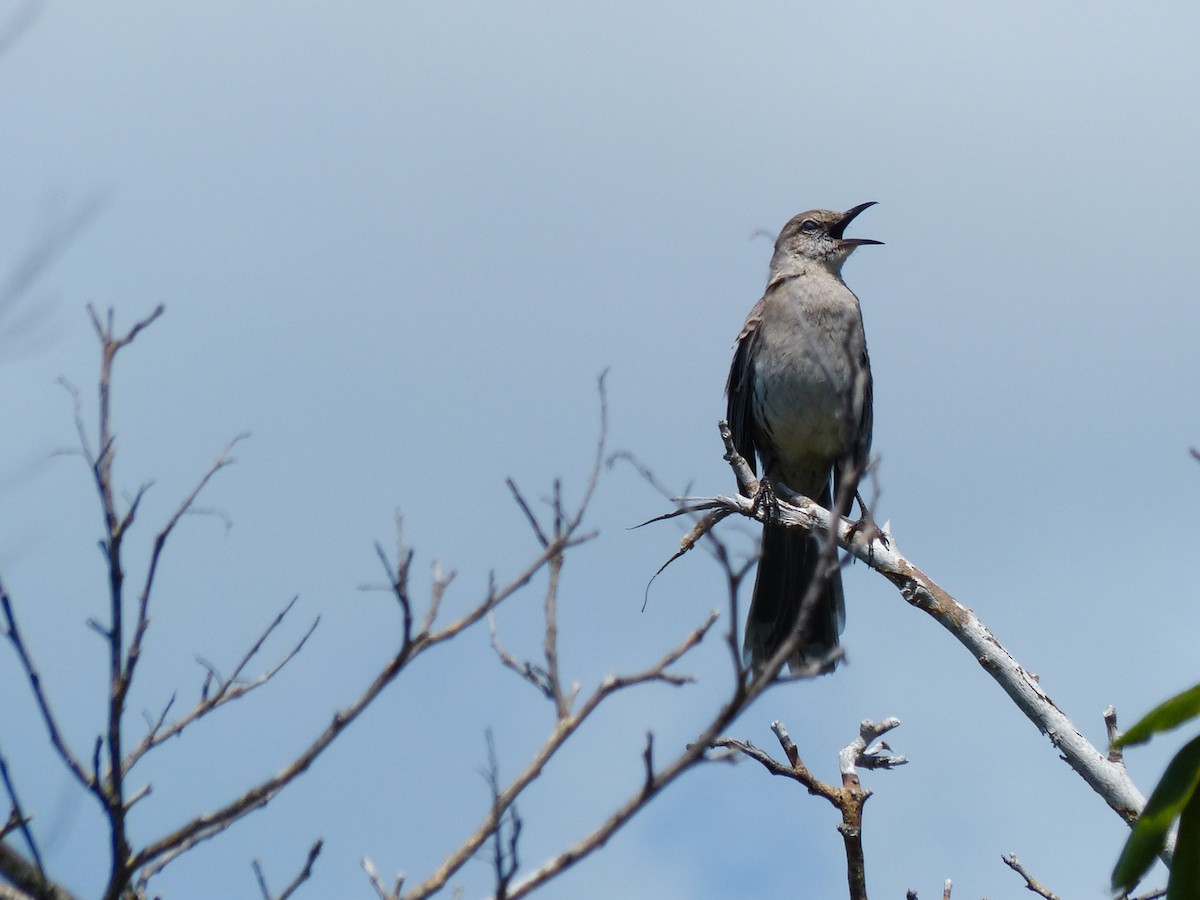 Sinsonte de Bahamas - ML457167491