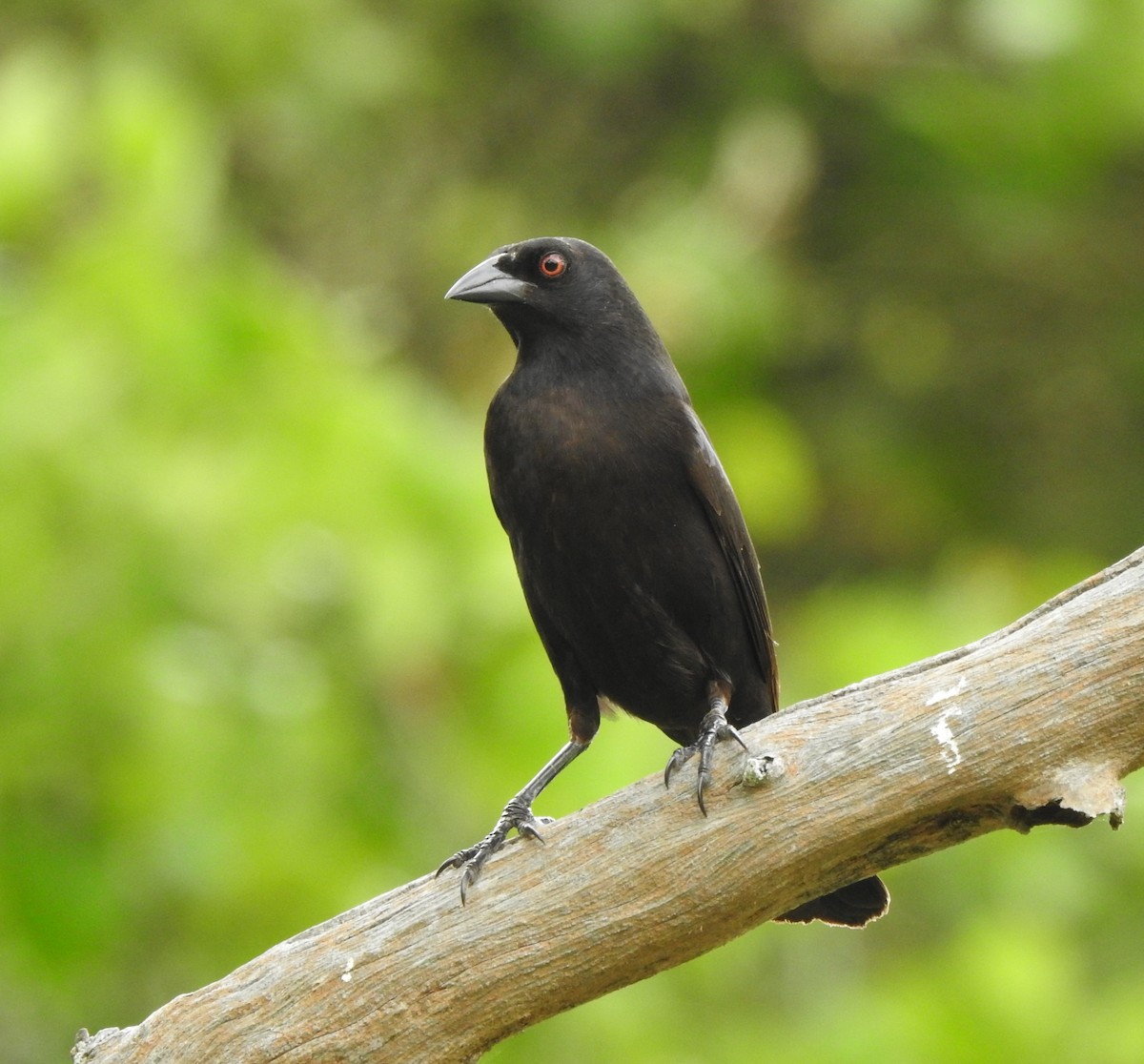 Bronzed Cowbird - Joanna Kahlhoefer