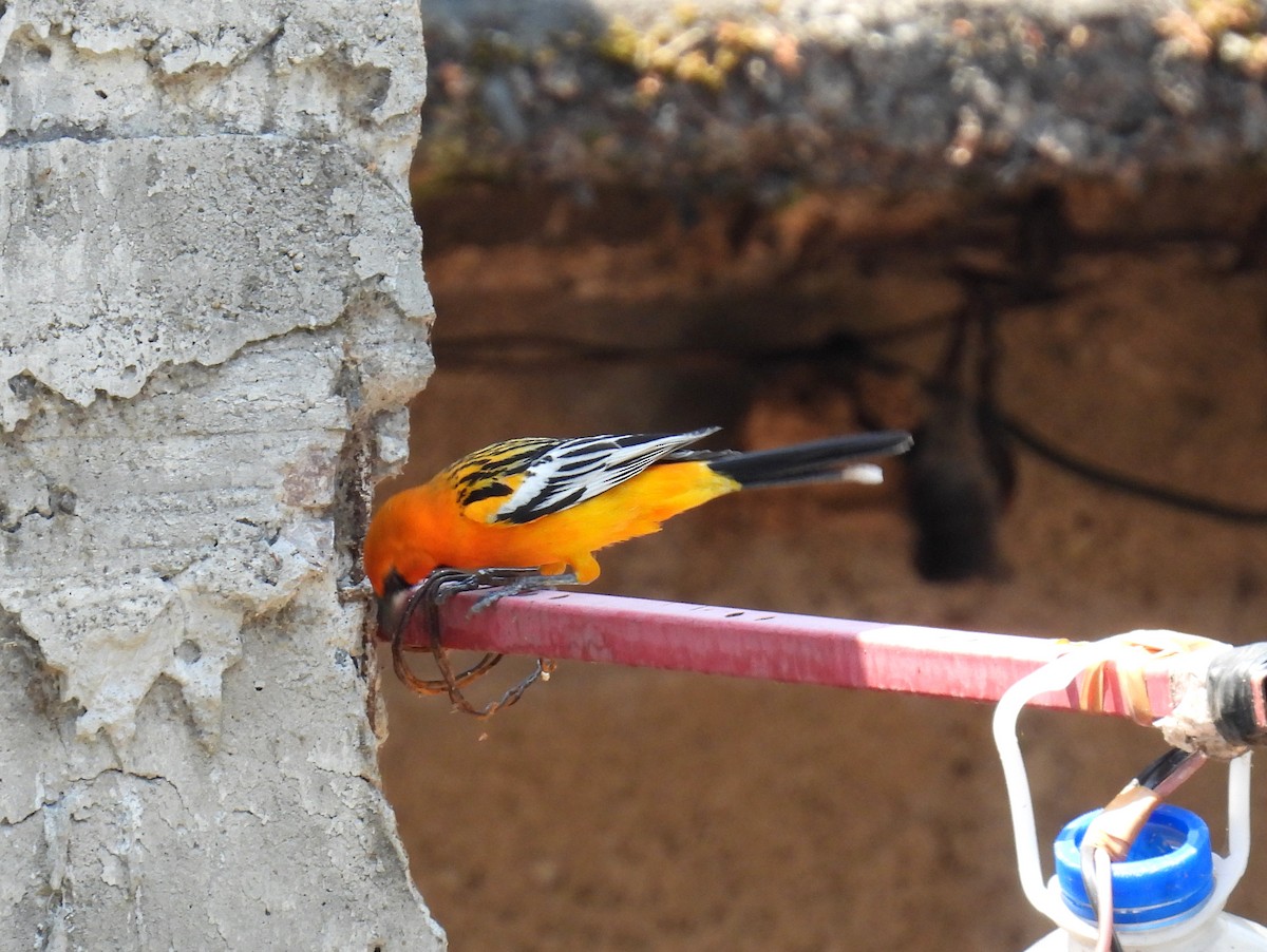 Streak-backed Oriole (Streak-backed) - ML457169911