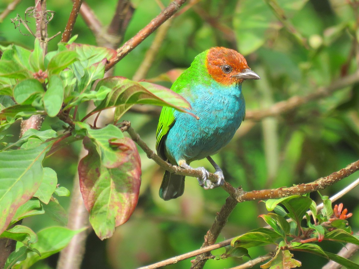 Bay-headed Tanager - ML45717011