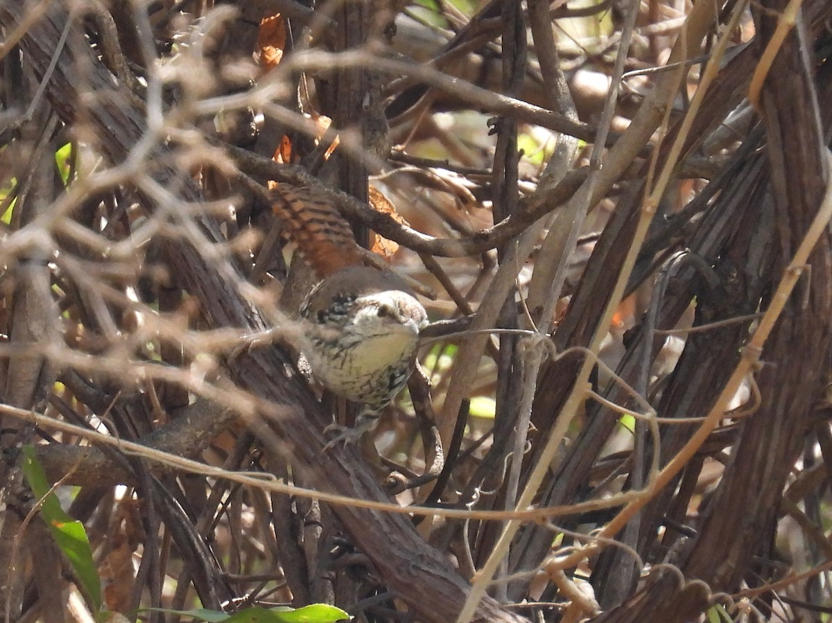 Banded Wren - ML457171281