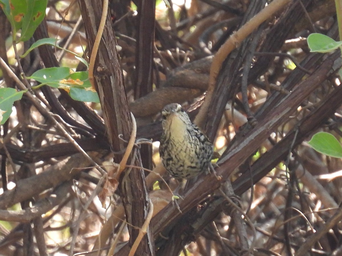 Banded Wren - ML457171291