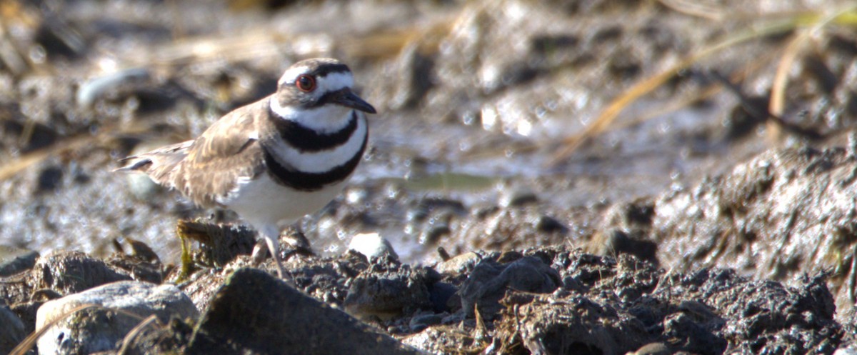 Killdeer - ML457172041