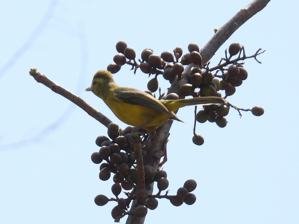 Golden Vireo - bob butler