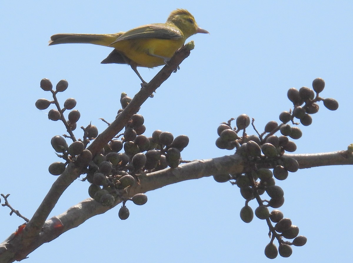 gulvireo - ML457173011