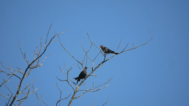 Brown-headed Cowbird - ML457173491