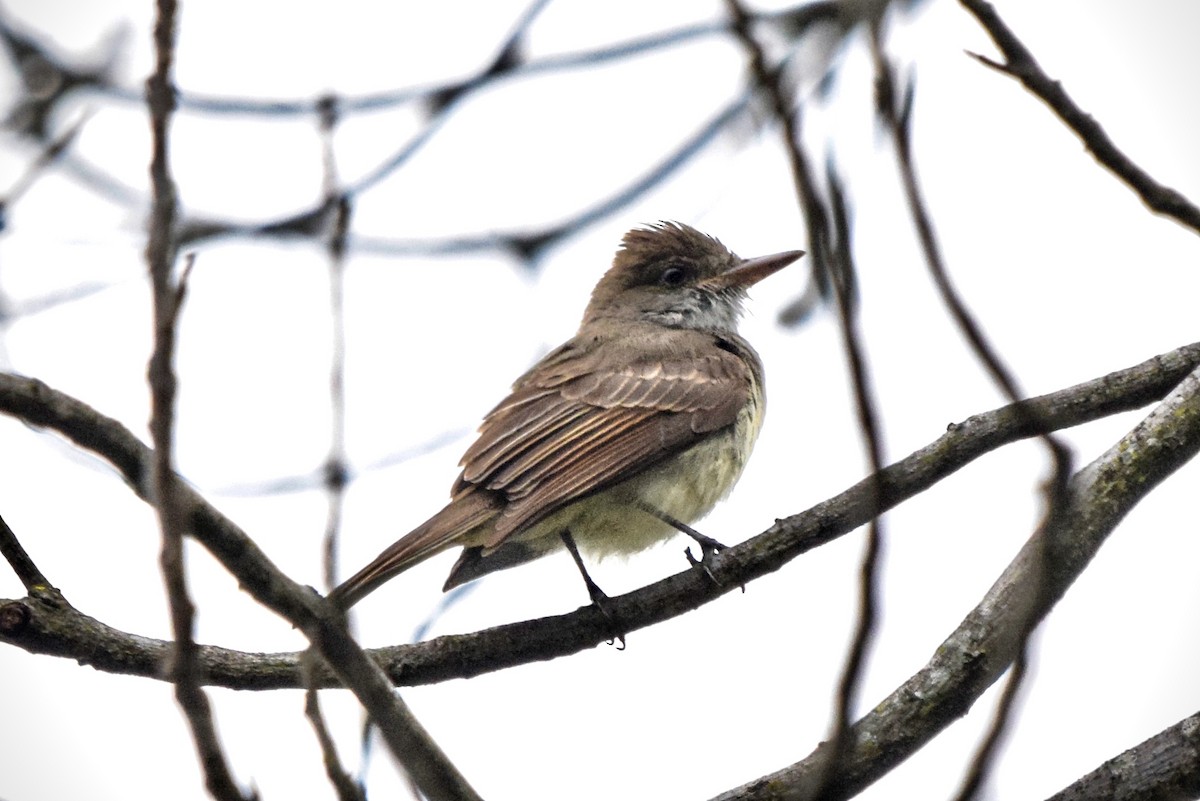 Swainson's Flycatcher (swainsoni Group) - ML457174011