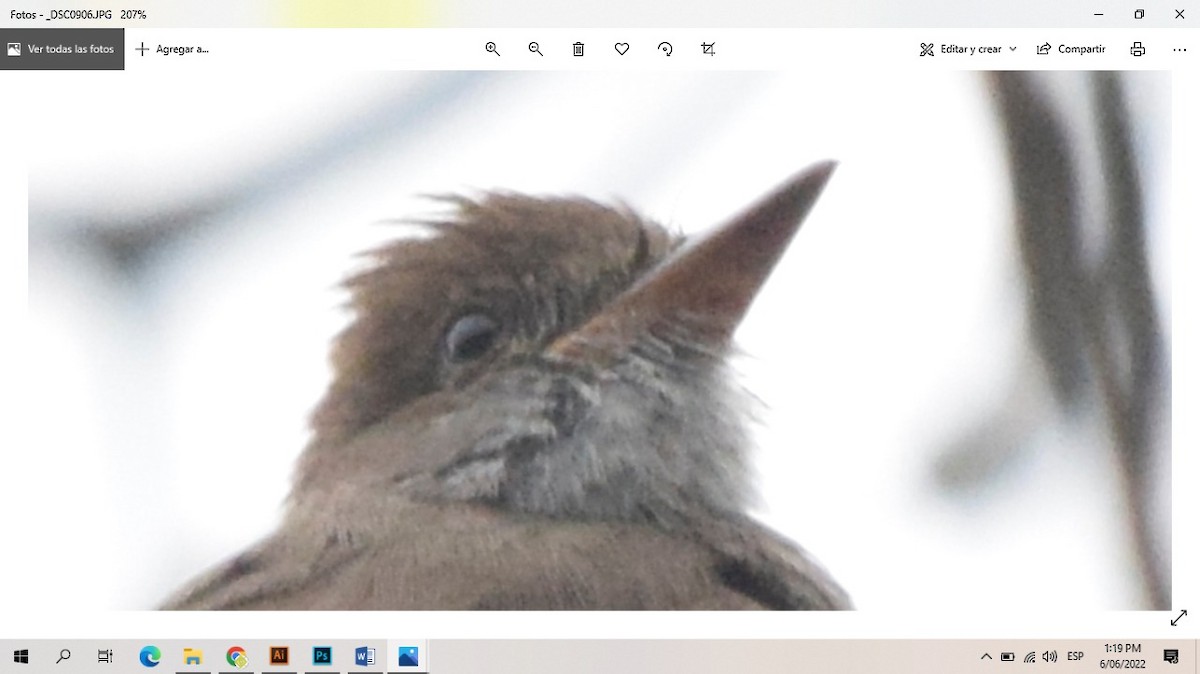 Swainson's Flycatcher (swainsoni Group) - Leo Garrigues