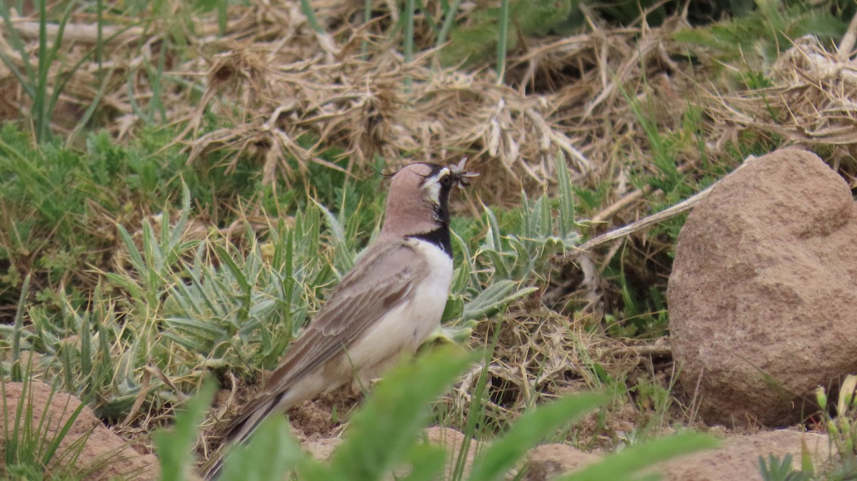 Horned Lark - ML457174431