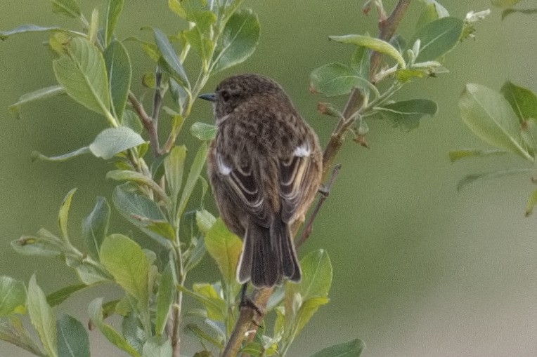 European Stonechat - ML457174601