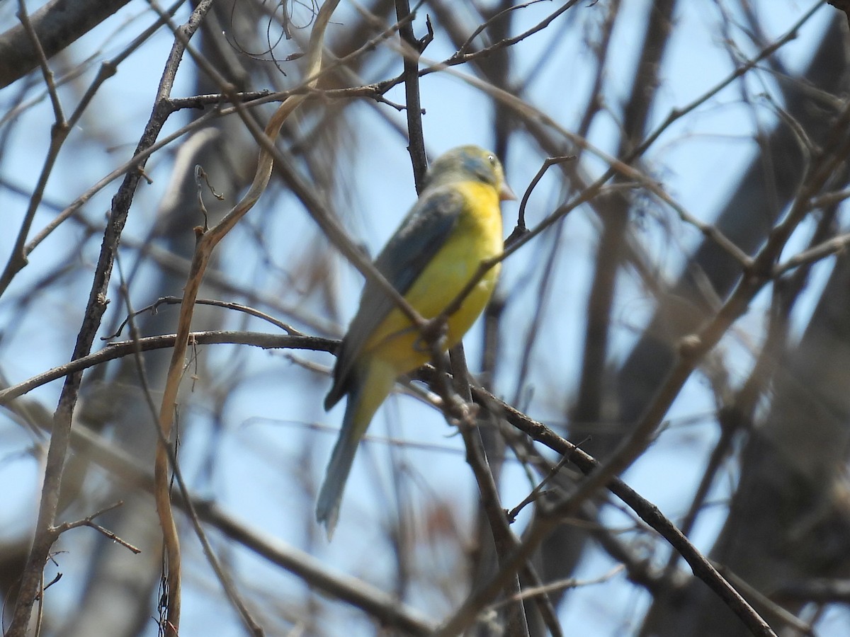 Orange-breasted Bunting - ML457174631