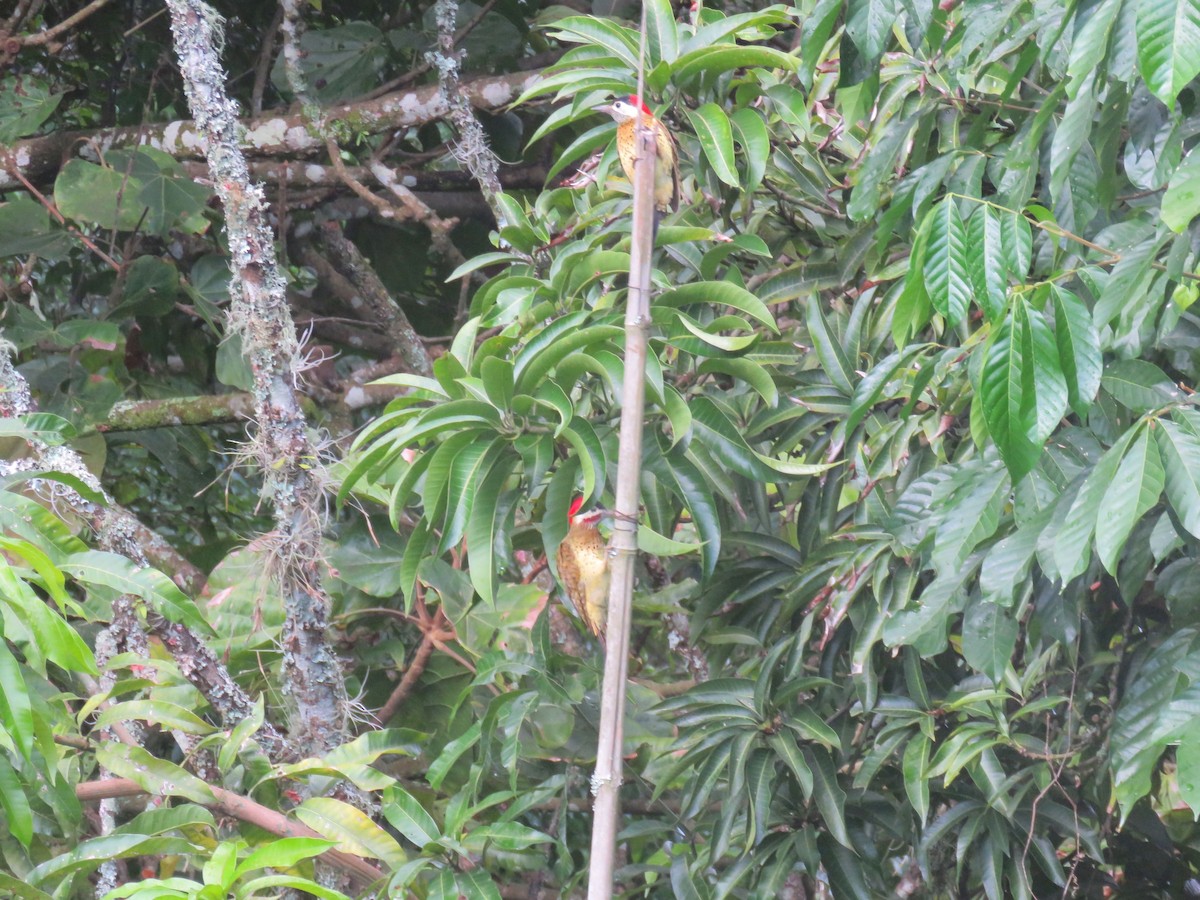 Spot-breasted Woodpecker - ML45717471