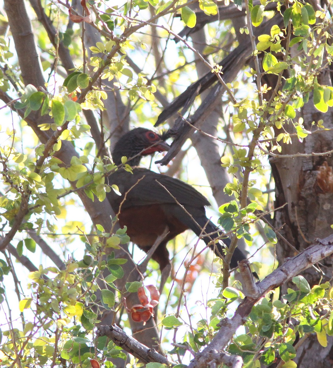 Rufous-bellied Chachalaca - ML457177401