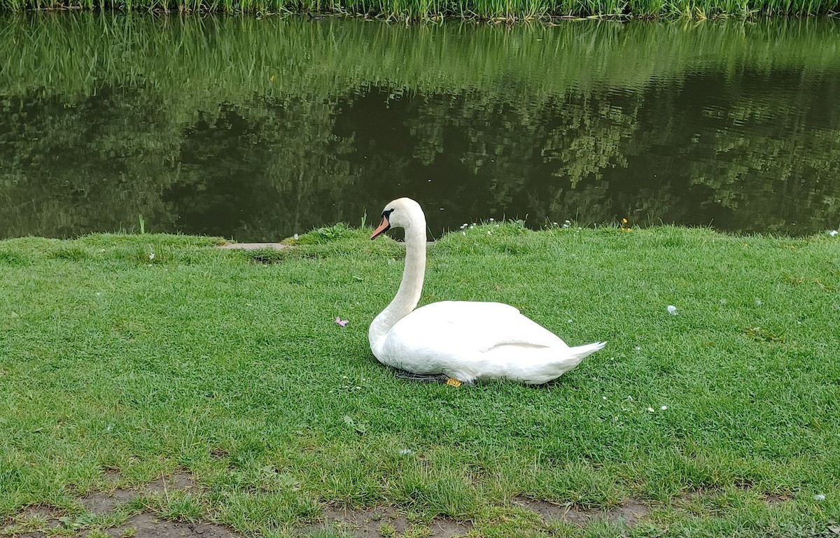 Mute Swan - Curtis Thompson