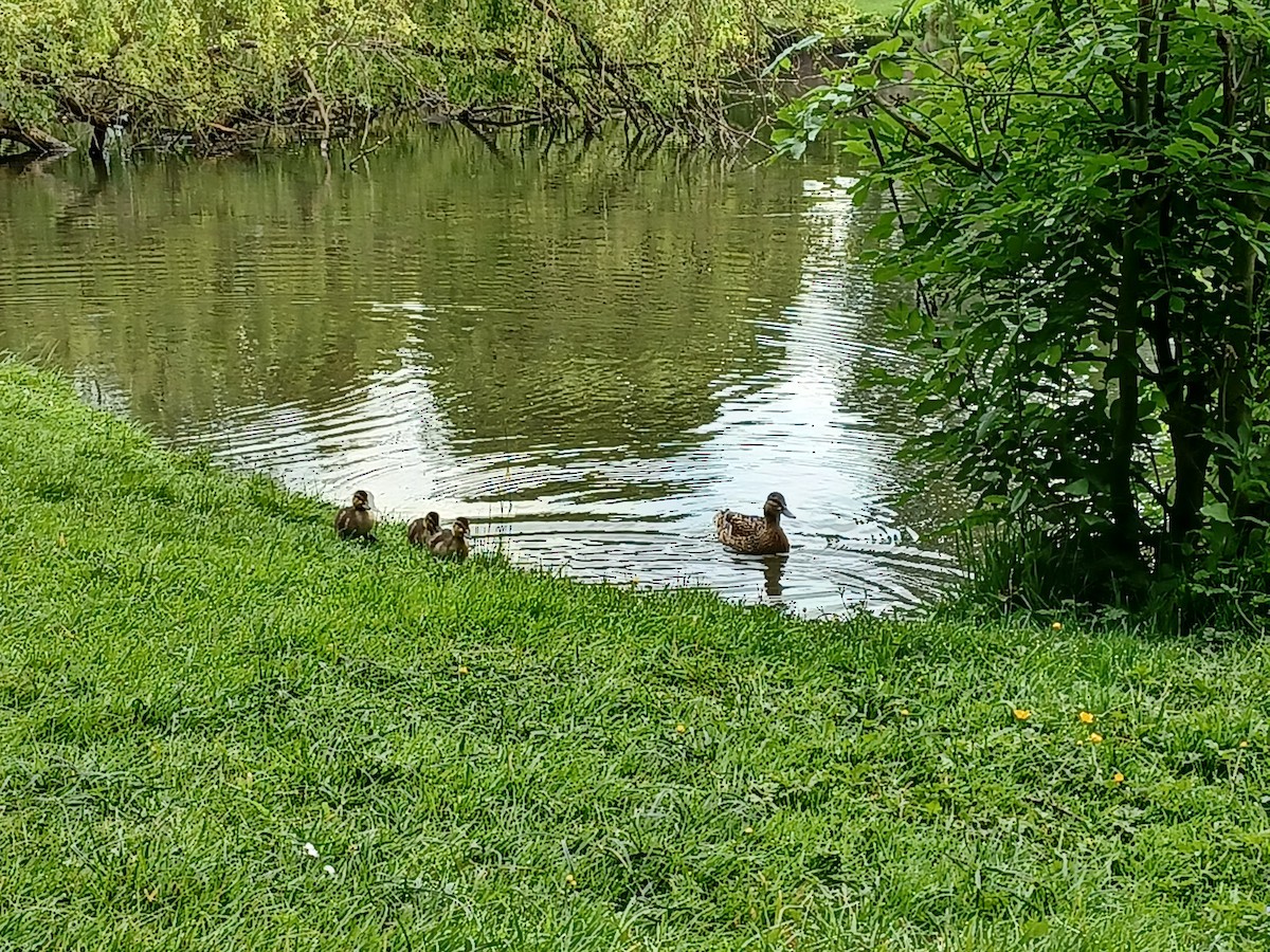 Canard colvert - ML457177931