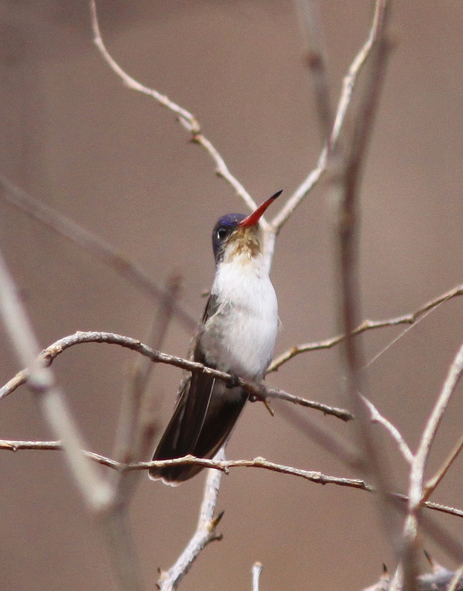 Violet-crowned Hummingbird - ML457177991