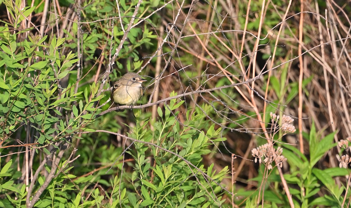 Alder Flycatcher - ML457178171