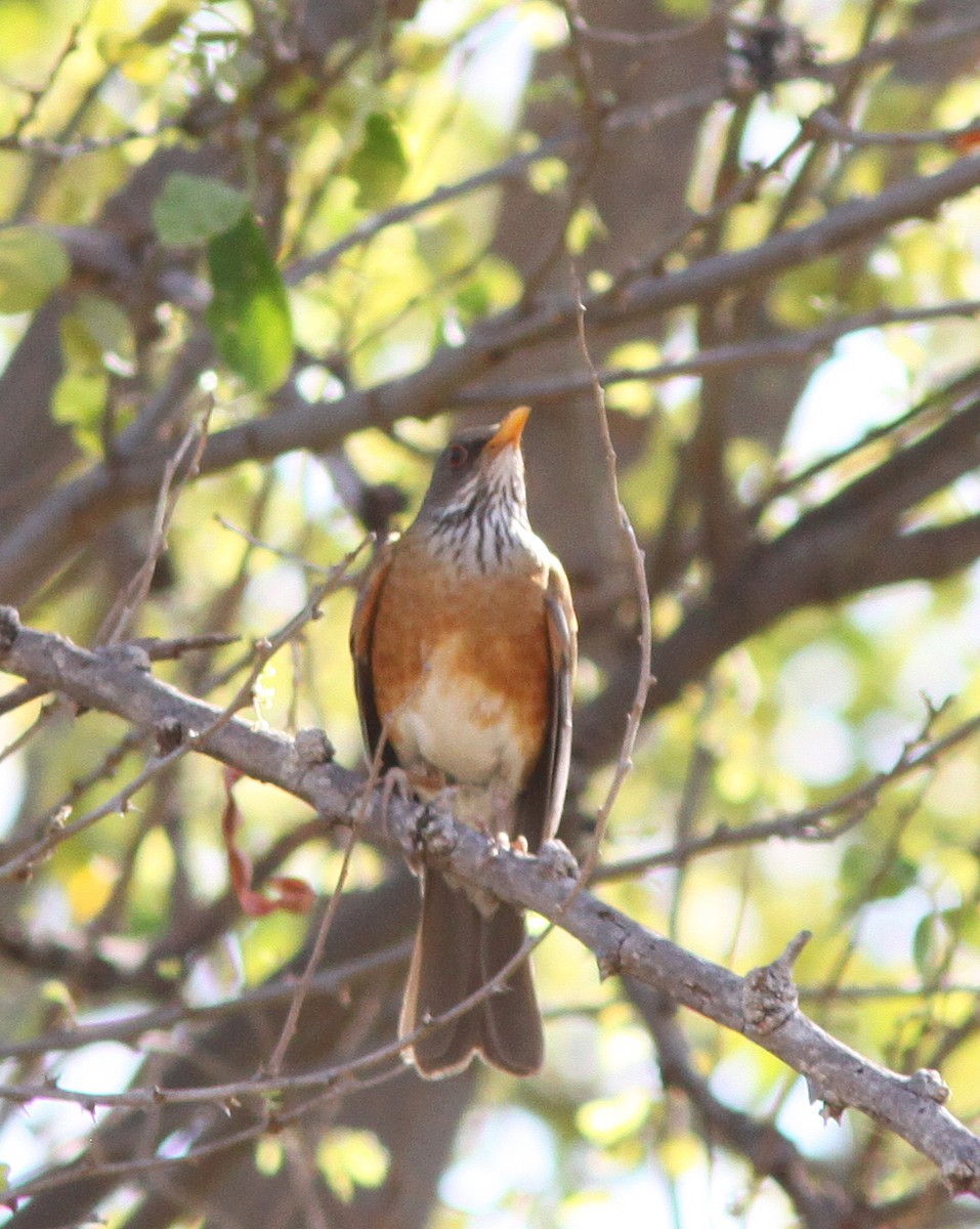 Rufous-backed Robin - ML457178301