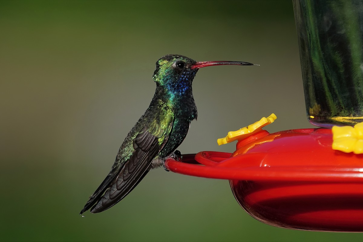 Broad-billed Hummingbird - ML457178381