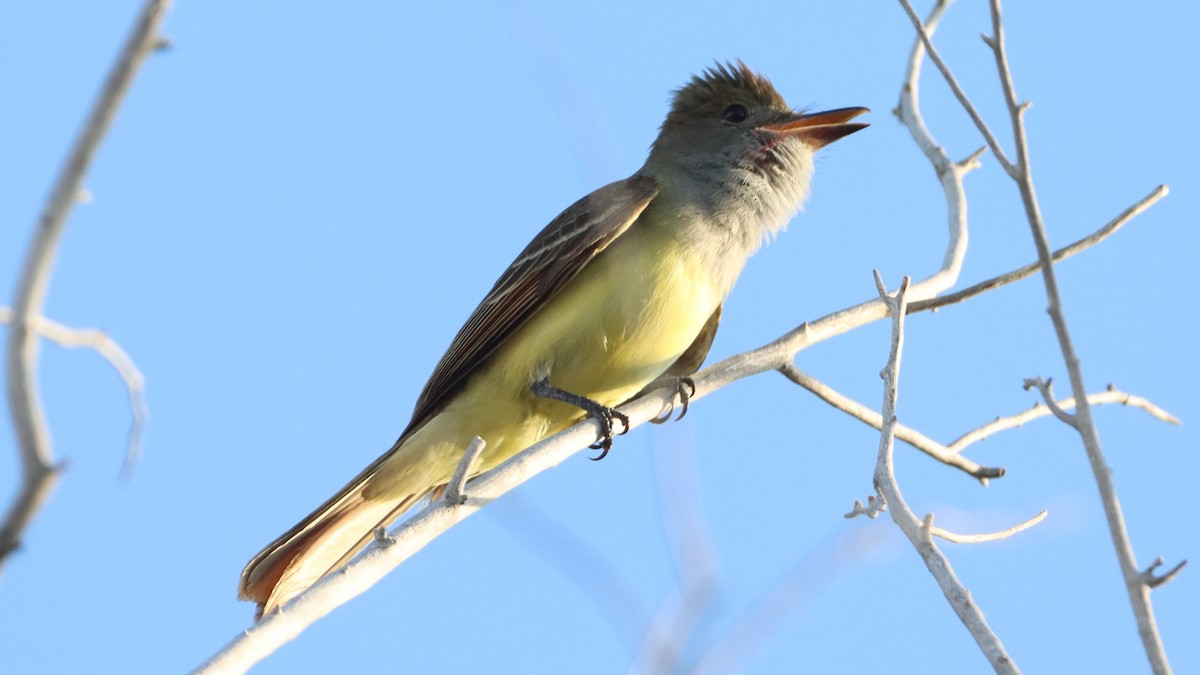 Great Crested Flycatcher - ML457178391