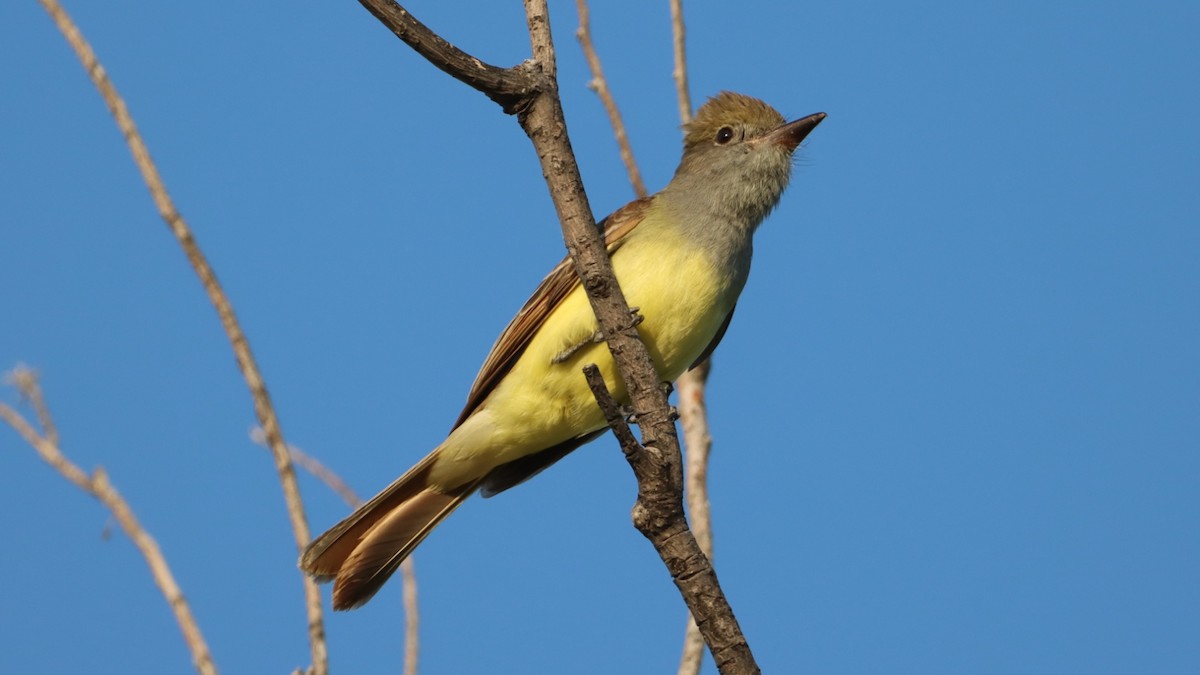 Great Crested Flycatcher - ML457178461