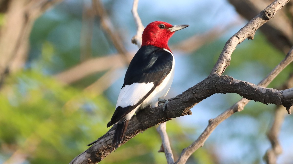 Red-headed Woodpecker - ML457178581