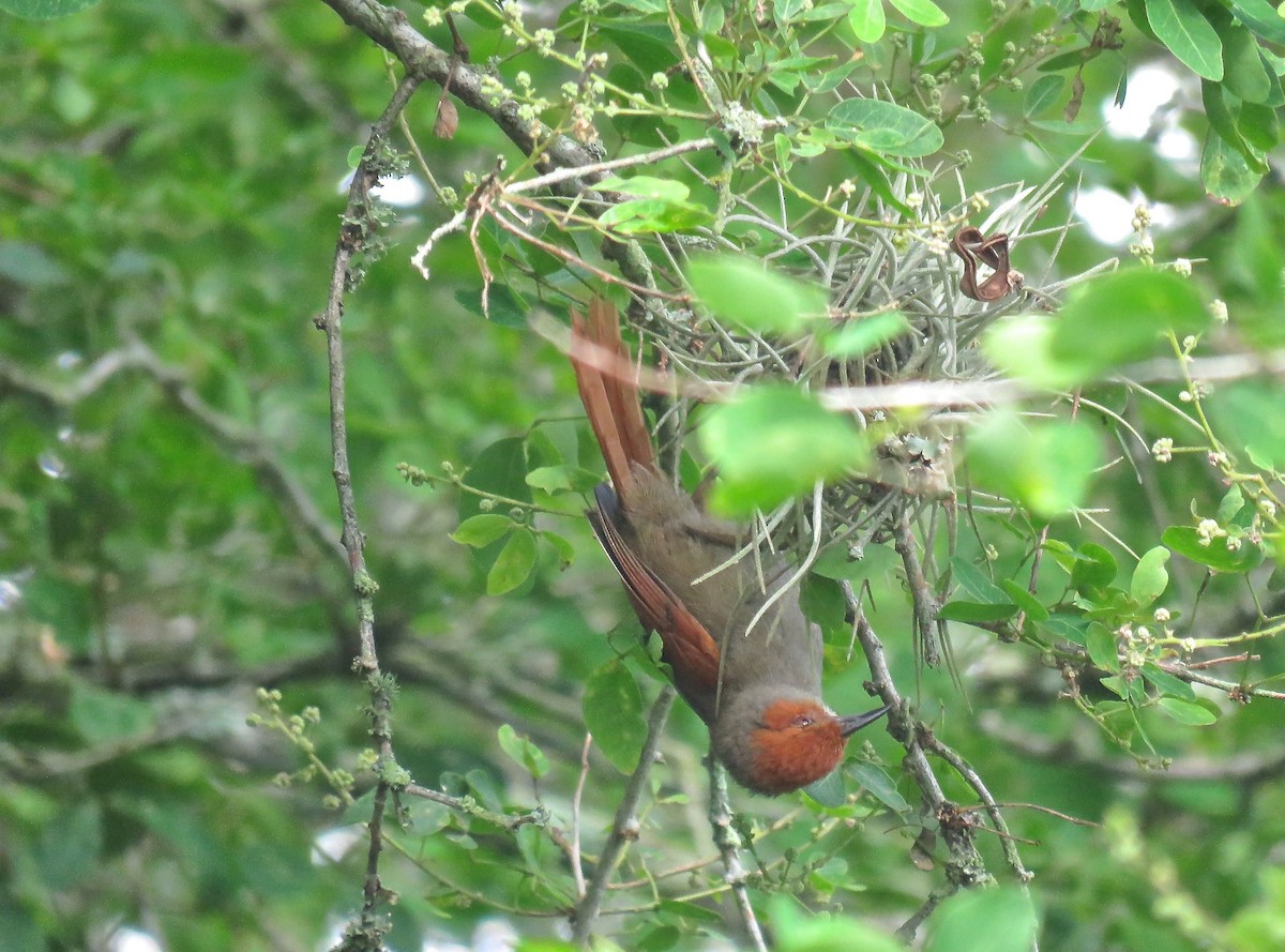 Red-faced Spinetail - ML45717901