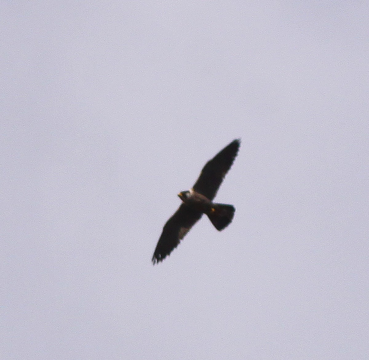 Peregrine Falcon - Jorge Montejo