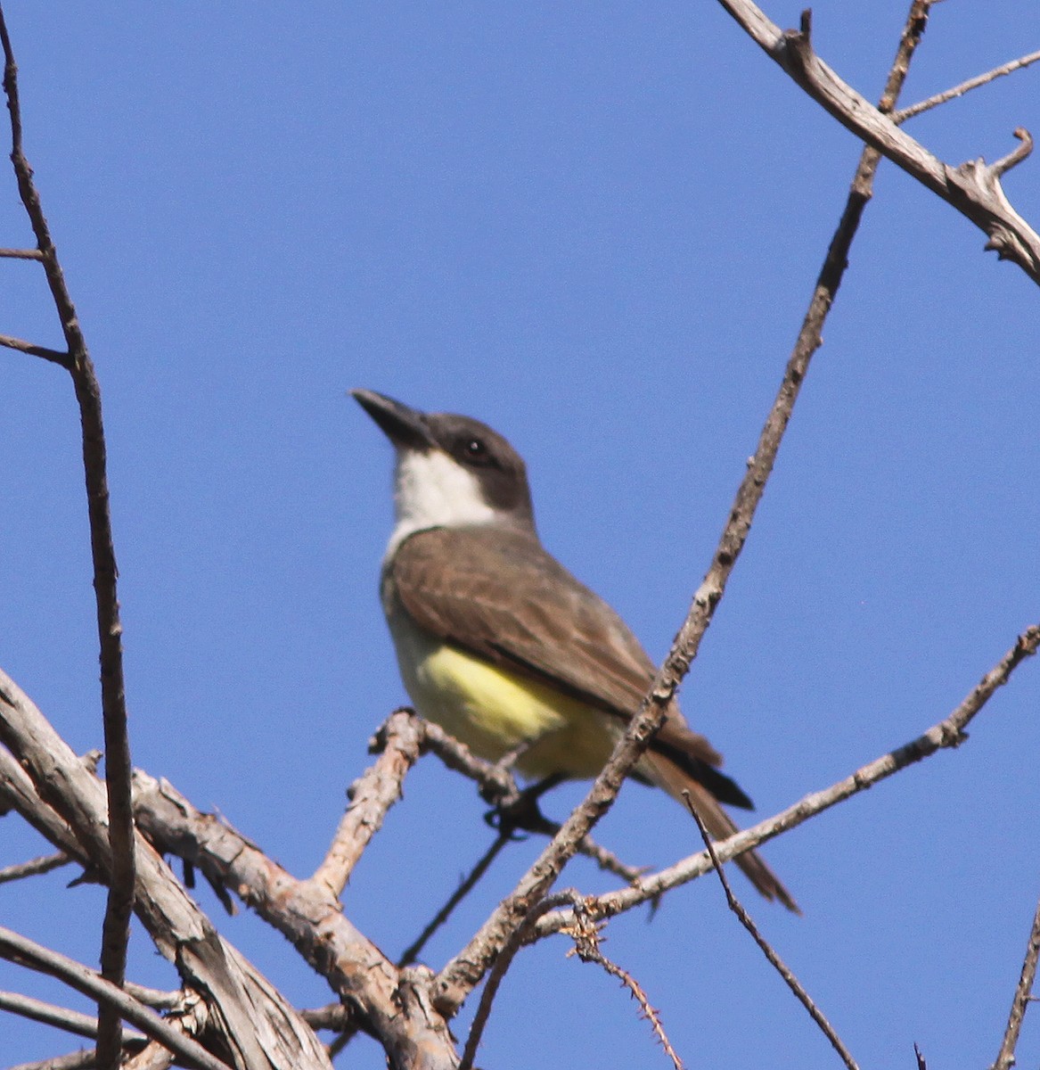 Thick-billed Kingbird - ML457179481