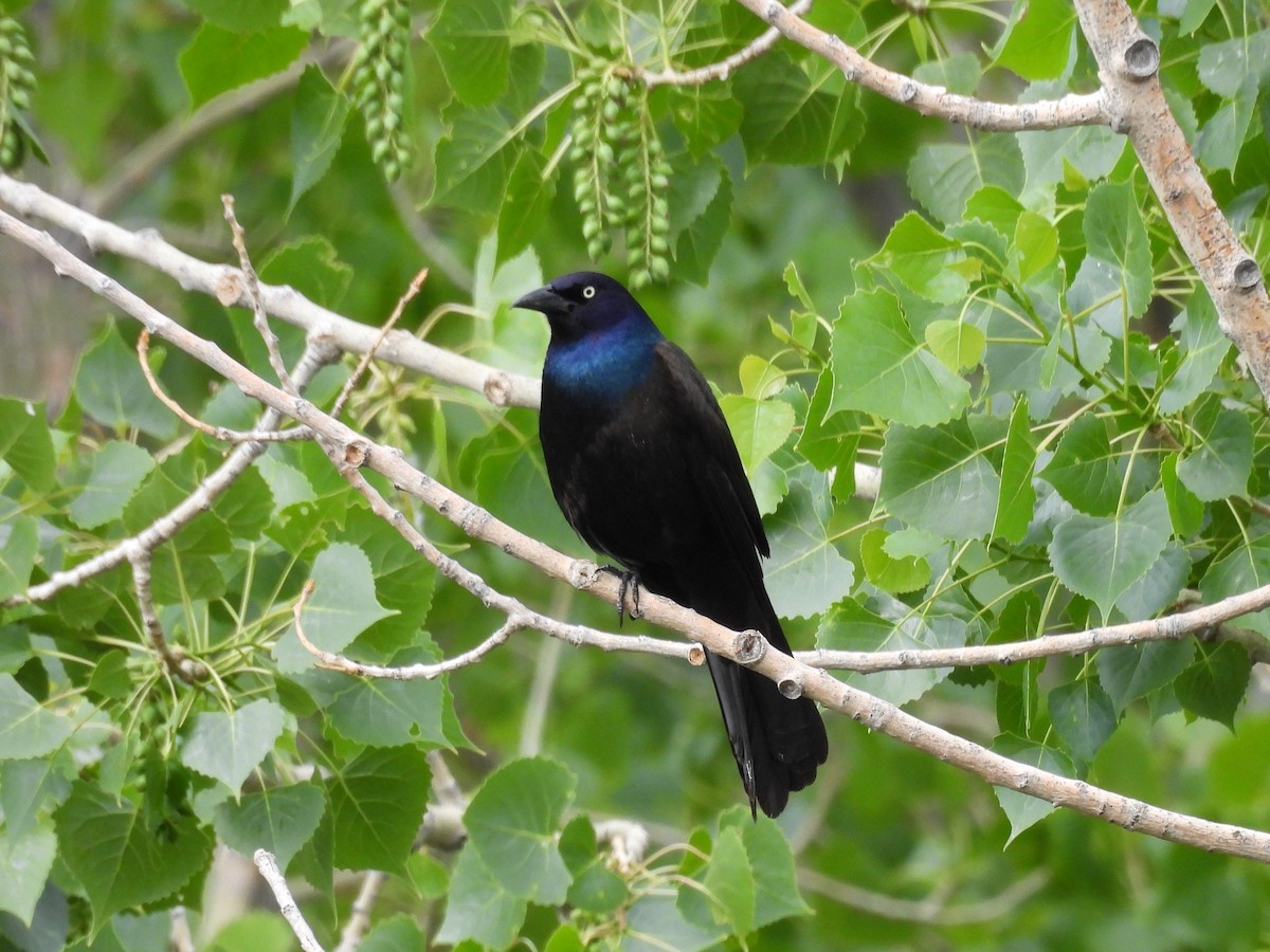 Common Grackle - ML457182201