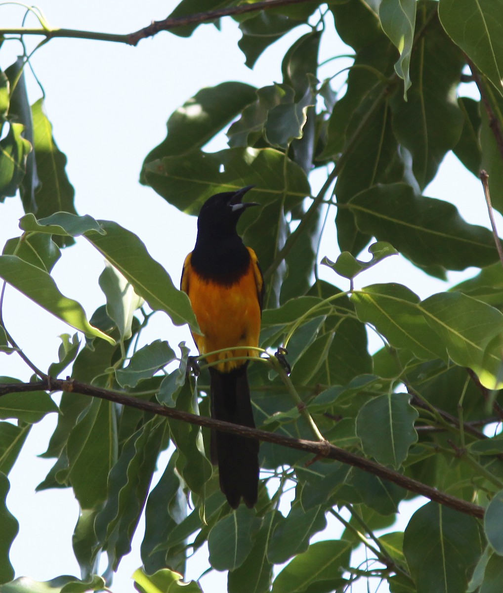 Black-vented Oriole - ML457182211