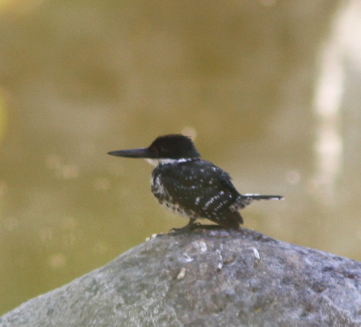 Martin-pêcheur vert - ML457182551