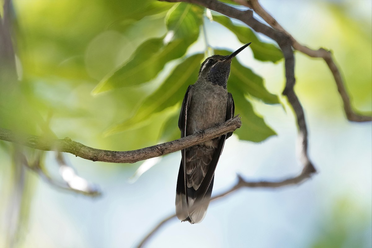 Blue-throated Mountain-gem - Sharla Meester