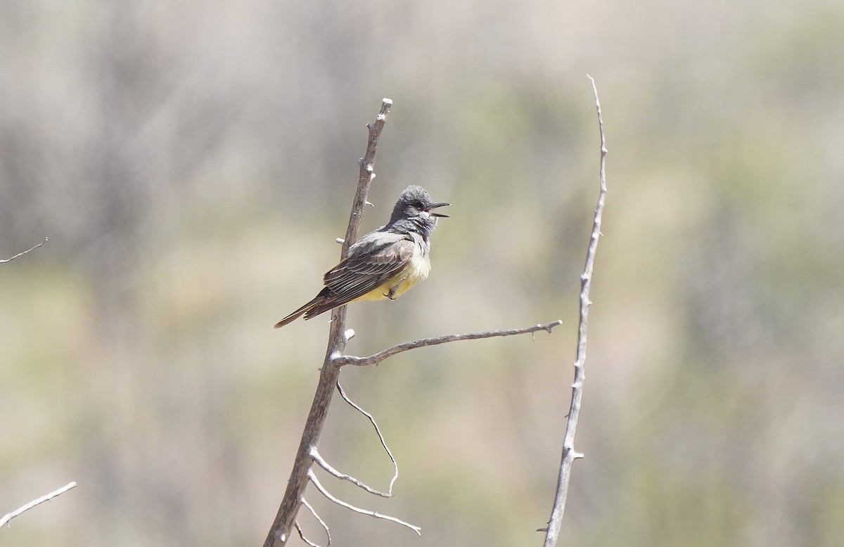 Cassin's Kingbird - ML457185511