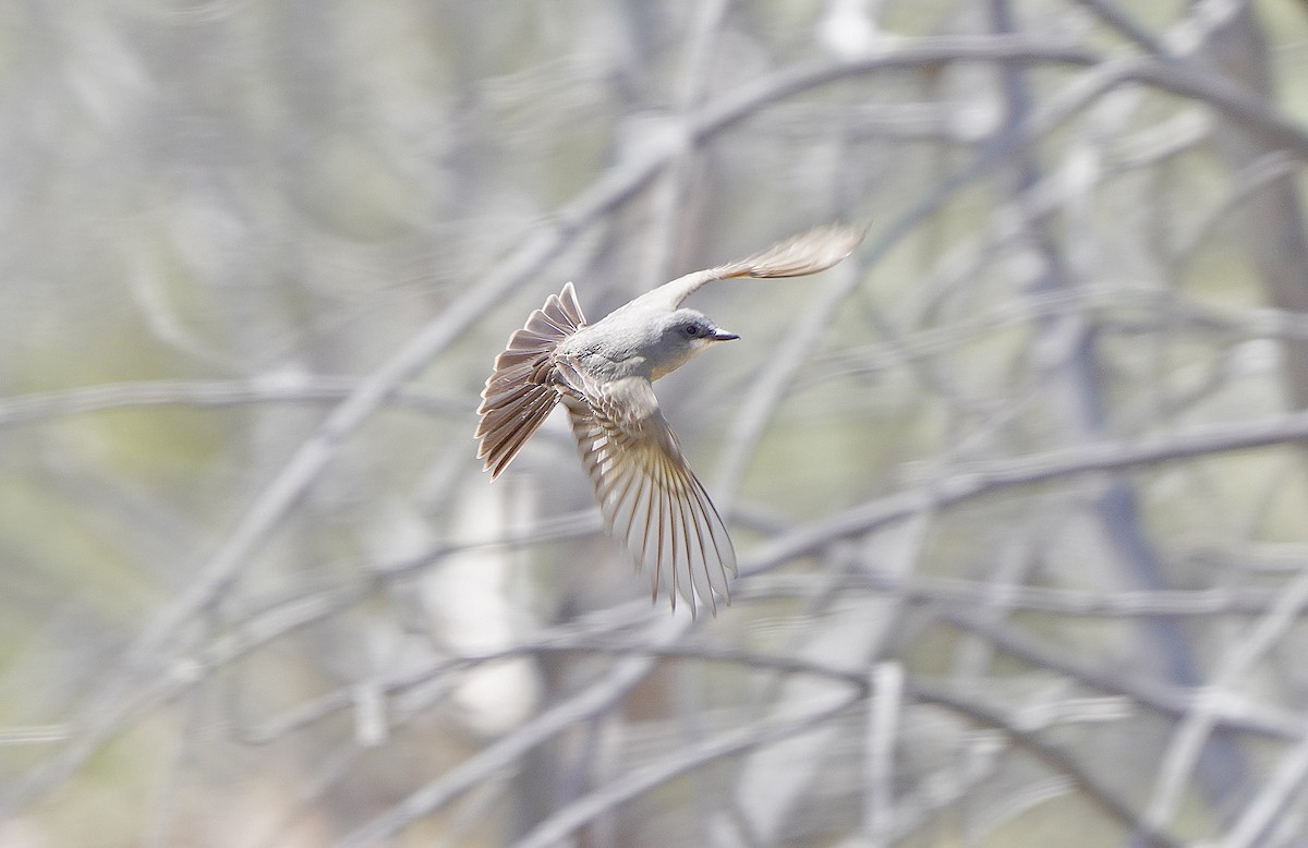 Cassin's Kingbird - ML457185521