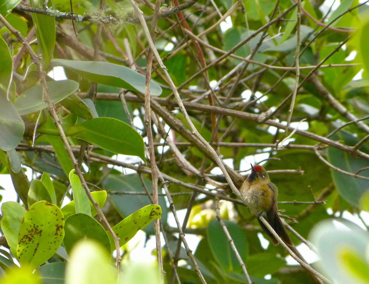 brunkronenålkolibri - ML45718771