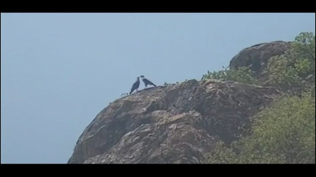 Crested Caracara - ML457189331