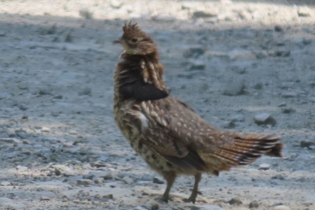 Ruffed Grouse - ML457190351